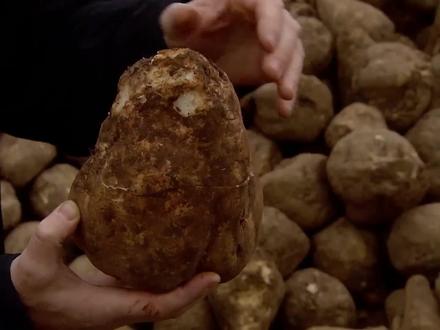 甜菜根是怎么变成糖的? #糖 #甜菜 #甜菜制糖 #涨知识啦