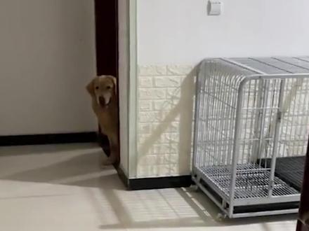 金毛模仿主人脚受伤后走路的样子有多逼真?网友:这金毛成精了吧