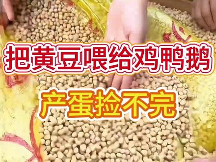 给鸡喂黄豆产蛋多又大 #家禽养殖#鸡鸭鹅养殖#养殖技术#养殖管理朱老师 #养鸡人