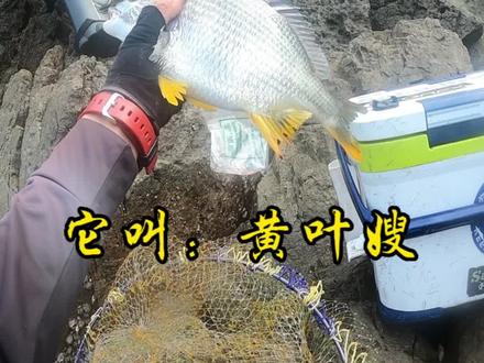 Hi every one!又是一个阳光明媚的日子,我又来到了我最熟悉的钓场!还是一个人的礁石,我享受着孤独与刺激!巴爷喝勒!#浮游矶钓 #海钓 #浪岗