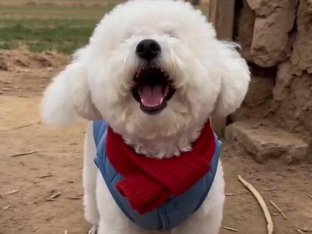 #AI炮仗惊飞落顶盆 #随变ai随便玩 #小狗放鞭炮#春节