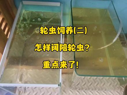 轮虫饲养,怎样阔陪轮虫?重点来了!#海缸 #海水鱼珊瑚 #小丑鱼繁殖 #海水鱼 #海缸日记