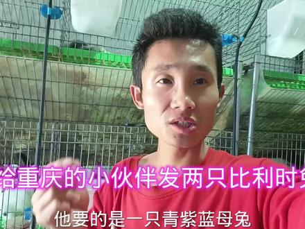 给重庆的小伙伴发两只小兔子,一只比利时母,一只青紫蓝母 #肉兔养殖 #三农 #养兔技术