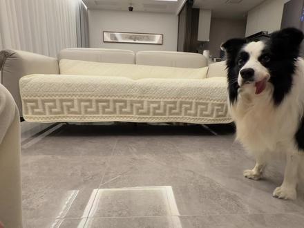 胡萝卜纸巾边牧版
#边牧 #胡萝卜纸巾猫