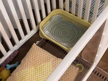 回复 @何何🥀的评论 对不起大家,因为我本人比较懒惰,教程拖到现在才仓促的拍了一下。
流程就是:在刚开始笼养的时候,要先让它记住(脚感),这个非常重要,笼子里只有狗厕所和狗窝,它是一定不会尿在柔软的狗窝的,这样可以让它记住上厕所的时候脚是什么感觉。
第二点就是要时刻盯着它,看它在闻地板要上厕所的时候,立马站起来把它抱到狗厕所用双手困住(我个人不太建议放另一个笼子里关着,因为它会讨厌这个关着它的笼子,从而以后想上厕所也不愿意进去),直到它尿出来为止,然后立马夸张的鼓励它,然后奖励她。
第三点就是在吃饭的时候,训练它“去厕所”这个指令,这样的好处是当她想上厕所的时候你说“去厕所”,它就会下意识往狗厕所跑
第四点就是尿错的时候,你要惩罚它,把它抱到案发现场,让它自己闻,然后生气的情绪说“NO!!”,再打它屁股两下,说不可以在这里上厕所知道吗!同时拍地板。这个时候小狗会害怕的把耳朵往后夹,然后你就把它关进笼子里3~5分钟作为惩罚。
基本就是这样,这个周期大概7~15天左右,一定要有耐心#狗狗定点上厕所 #狗