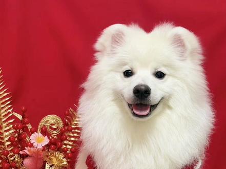 评论区美女们都养什么狗呢? 有没有品味? 咱们一起来看看, 顺便讲一下什么是真土松。#狗的简介 #中国本土犬种 #小狗估价