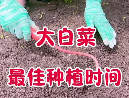 大白菜最佳种植时间#白菜种植