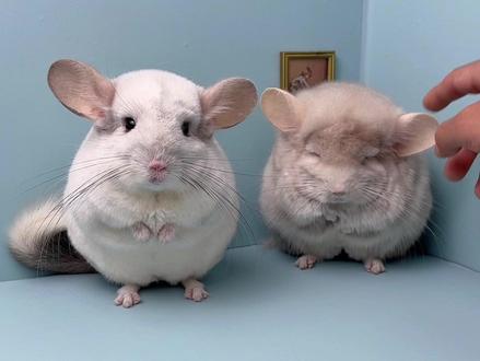 给小汽水这个龙猫颁个奖吧...#萌宠 #龙猫 #萌宠出道计划