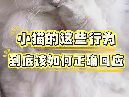 小猫的这些行为是在期待你的回应呢#萌宠 #猫咪 #养猫日常 #养宠知识 #养猫人