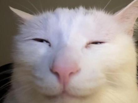 豆包就这样每天把老子耍得团团转还躲在屏幕后面笑…#有贝斯吧 #豆包蠢如猪 #咪 #阴 #万物可爱计划