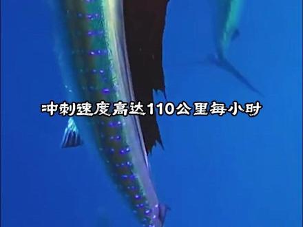 带你认识几种凶猛的鱼#鱼 #动物科普 #鱼缸里的大自然 #猛鱼捕食
