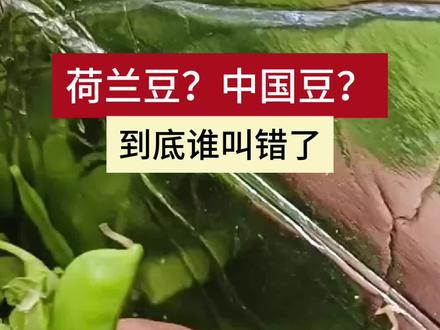 中国人管它叫荷兰豆,荷兰人又叫它中国豆。到底谁叫错了?
