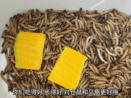 今天给大麦虫喂南瓜啦,再随机挑选一位幸运儿喂乌龟。#创作灵感 #萌宠出道计划 #好东西一起分享给大家 #乌龟粮食 #仓鼠粮食