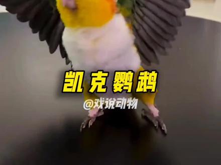 一万块一只,你想养吗#内容启发搜索 #动物解说 #科普