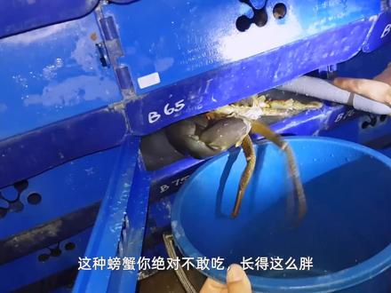 泥蟹养殖:它们一辈子见不得光,却长势很快! #泥蟹#农业养殖 #来抖音学农技 #新农人计划2022
