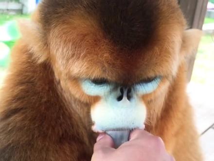 金丝猴为什么比峨眉山猴子可爱#金丝猴 #峨眉山的猴子 #动物科普