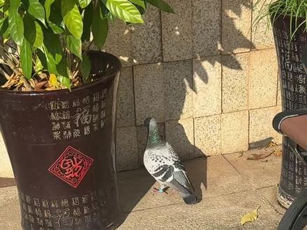 捡到一只鸽子,有编码有脚环!通过相关网站找到了它的主人!
