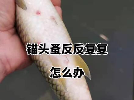 锚头蚤反反复复怎么办#水产养殖 #鱼 #四大家鱼 #鲈鱼 #草鱼