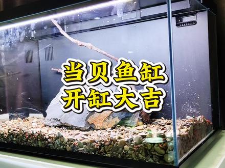当贝鱼缸怎么更好的利用它的过滤系统?变得更强。 #当贝智能鱼缸 #当贝鱼缸2sUltra #智能鱼缸造景 #水族爱好者 #养鱼日记