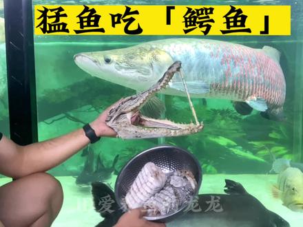 猛鱼投喂大鳄鱼,视频最后研究小猛鱼搬家。#观赏鱼 #养鱼日记 #水族 #巨骨舌鱼 #喂鱼