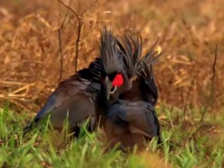 棕榈巴丹凤头鹦鹉科普知识#鹦鹉 #巴丹鹦鹉 #棕榈凤头鹦鹉