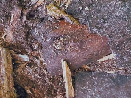 发现了幼虫和公虫,就差母虫没露面了!15天没吃,它竟然还活着 #好奇昆虫 #锹甲饲养