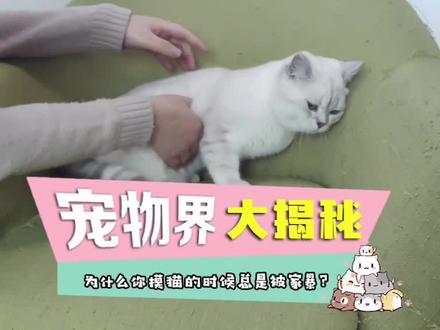 摸猫的时候总被家暴?避开三处禁区,三个步骤快乐撸猫#猫 #萌宠 #科普