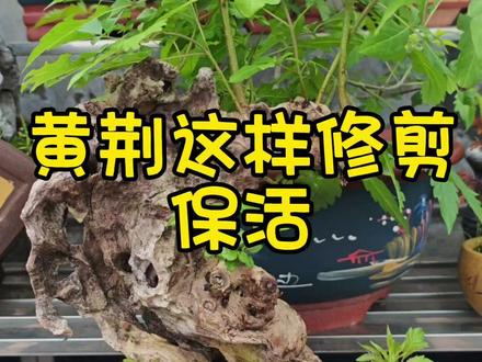 黄荆下山桩怎样修剪保活 修剪也能保活#盆景