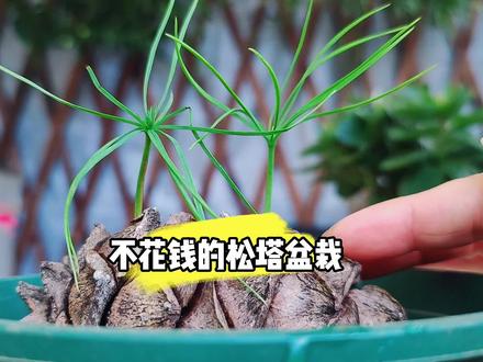 去野外别忘了捡松塔,不花一分钱,养成漂亮小盆栽 #养花小知识 #花卉绿植 #盆栽 #植物