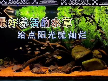 给点阳光就灿烂的水草,最好养的水草 #蜈蚣草 #南美缸 #原生造景 #灯鱼 #原生缸