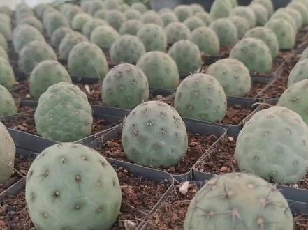 习志野种植技巧分享#习志野 #爱生活爱养花 #上热门 #仙人球种植