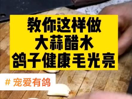 #宠爱有鸽 大蒜醋水是个宝!鸽子肠道健康毛光亮!#养鸽子 #养鸽 #肉鸽