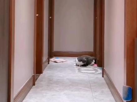 高端局来了,据说猫的反应是喵的 7 倍,在猫眼里都是慢动作#养猫的应该都懂吧 #召唤猫术 #萌宠出道计划 #亮瞎你的眼