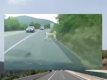 在高速上遇到突然出现小动物,你会怎么做?