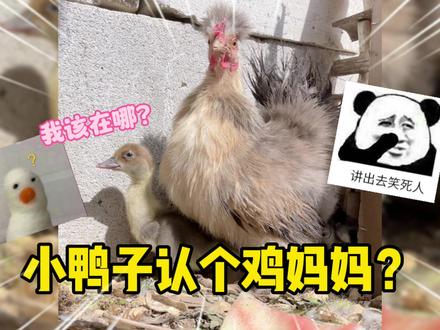 番鸭配鹅可不可以?试着用老母鸡领小鸭子,有没有试过的大哥说说 #孵化场 #杂交鸡 #伙伴计划中视频