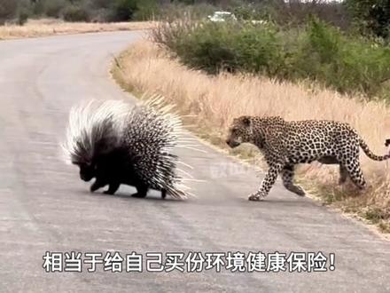 遇到敌人时,豪猪的刺,可以像子弹一样弹射出去?#内容启发搜索