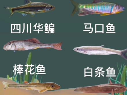 钓友们遇到这些小杂鱼是否脑袋疼呢?#钓鱼知识 #野钓 #作品推广上热门 #科普一下 @DOU+小助手