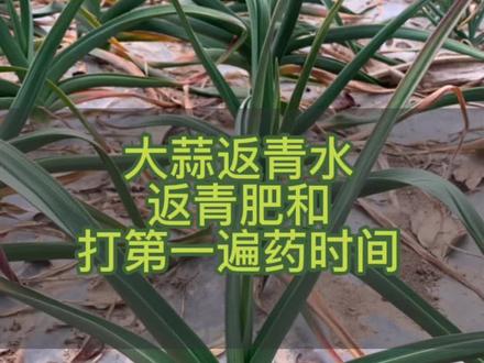 大蒜返青水、返青肥和年后第一遍药时间#邳州 #大蒜 #种植 #农业技术 #农村 #气蒜 #根腐 #鳞芽分化 #返青水#返青肥#返青药 #时间