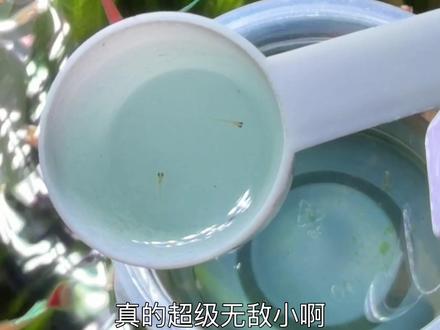 第352集丨观背青鳉孵化和养殖问题。1.取卵,孵化盒中每天换水一半,大概7天左右能孵出来;2.孵化以后捞到隔离盒里方便喂养;3.三四个月以后,体型大了,就可以放到大缸养了。#养鱼经验分享 #观背青鳉繁殖 #观背青鳉鱼卵 #观背青鳉鱼苗 #观背青鳉孵化