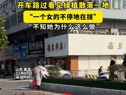 山东青岛,一女子不停地拔绿化带里的绿植,一地都是。#绿植
