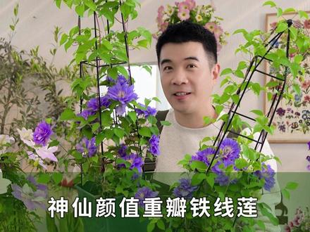 神仙颜值重瓣铁线莲,好看好养双在线 @抖音小助手 #养花 #园艺 #铁线莲 #是谁打翻了大自然调色盘