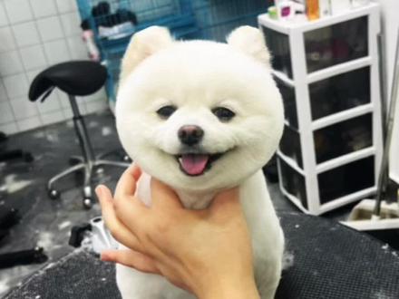 最近博美扎堆啦,今天更新一个爱笑的博美雪球变形记,后面陆续还有很多博美要更新,毕竟宠物店不是泰迪,就是博美,比熊之类的常见犬种#萌宠 #萌宠出道计划 #宠物美容造型 @DOU+小助手