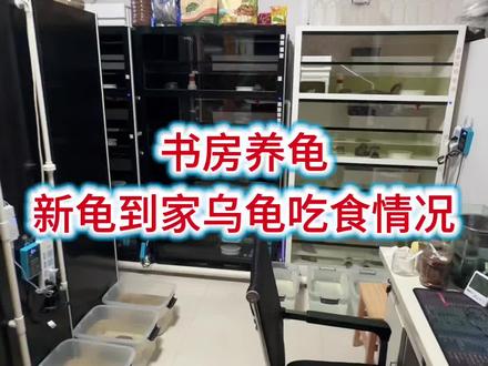 #养龟日常 #龟宠时代 #蛋龟 你养的乌龟多少天开始喂食