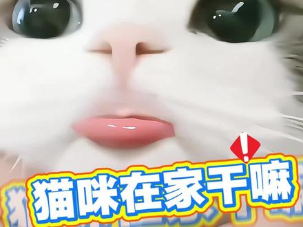 当主人上班去了,猫咪自己在家干嘛? #猫咪冷知识 #养猫知识 #养猫经验分享 #萌宠出道计划 #猫咪
