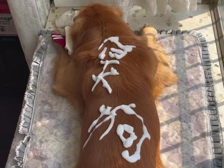 懒人的福音来咯 免洗泡沫 不用水洗很方便也不会粘腻#宠物洗澡 #萌宠好物