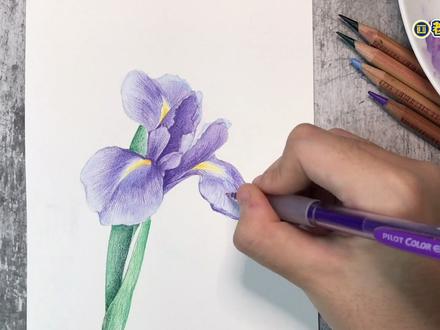 画一朵鸢尾花#彩铅 #画画 @抖音小助手