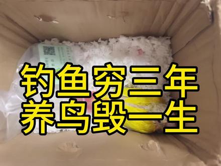所谓钓鱼穷三年,养鸟毁一生,你们信吗#养鹦鹉日记 #带标识合法鹦鹉 #手养鸟日常