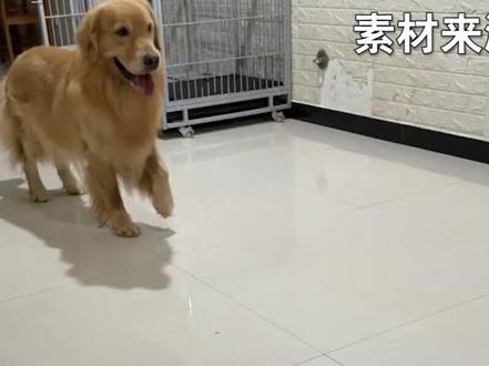 石家庄一戏精金毛模仿主人瘸腿走路,网友:嘲讽值拉满