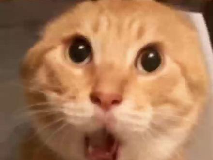 这个“哈吉米”真得尝尝鲜了 #蟹鸡面真的被网友做出来了#蟹鸡面到底是什么面