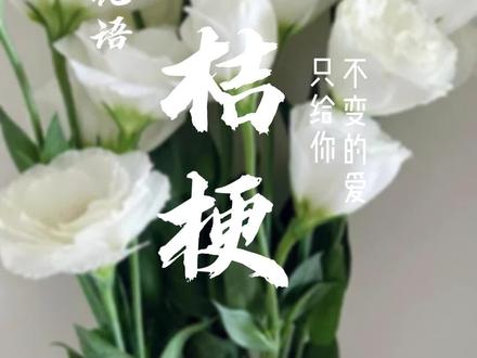 洋桔梗花语是真情告白,在欧洲一般新郎都会拿着洋桔梗表白新娘;洋桔梗花语还是清纯无邪,适合送给自己的晚辈;它的花语是清秀美丽,仿佛像一个不谙俗世的羞涩少女;洋桔梗的花瓣都向外卷曲着,表示拒绝任何人的靠近。#洋桔梗 #洋桔梗花语 #一束花的仪式感